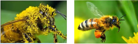 Les Secrets des abeilles, morphologie, pollinisation et communication, les trois piliers de leurs Fonctions écologiques